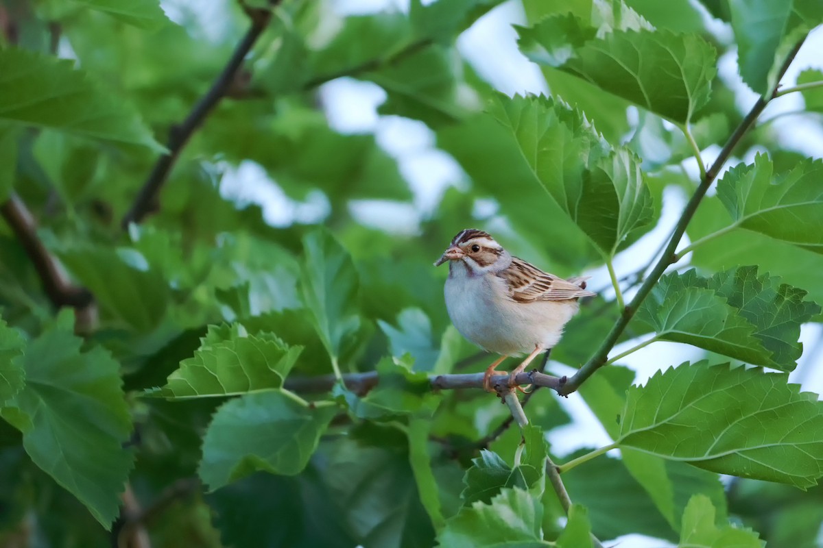 Clay-colored Sparrow - ML620520366