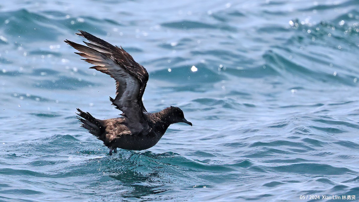 Puffin à bec grêle - ML620520367