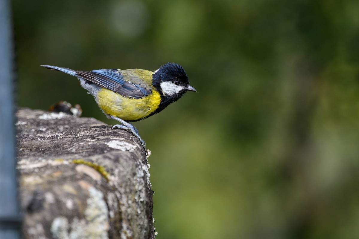 Green-backed Tit - ML620520369