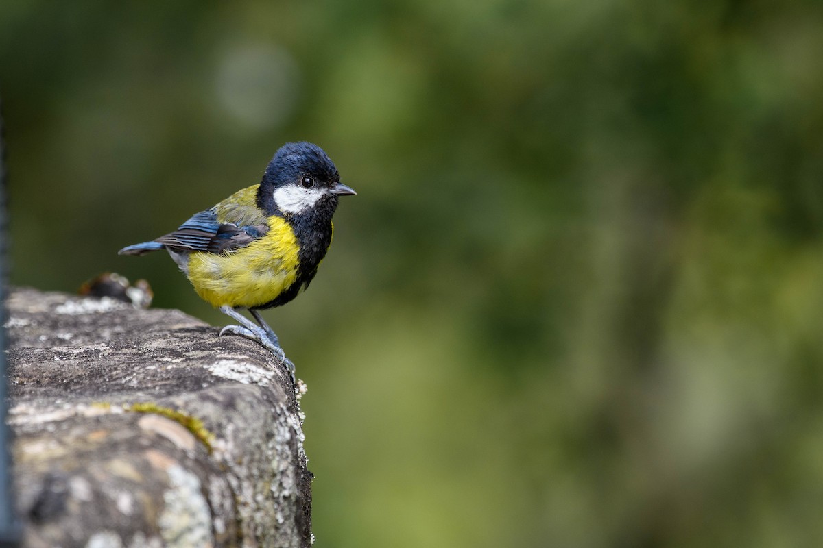 Green-backed Tit - ML620520370