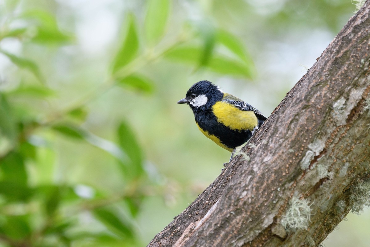 Green-backed Tit - ML620520371