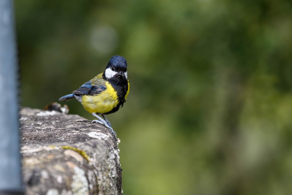 Green-backed Tit - ML620520372