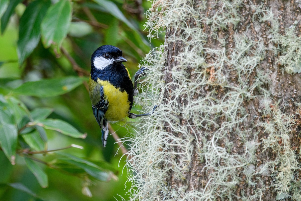 Green-backed Tit - ML620520373