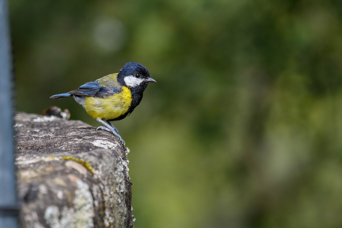 Green-backed Tit - ML620520374