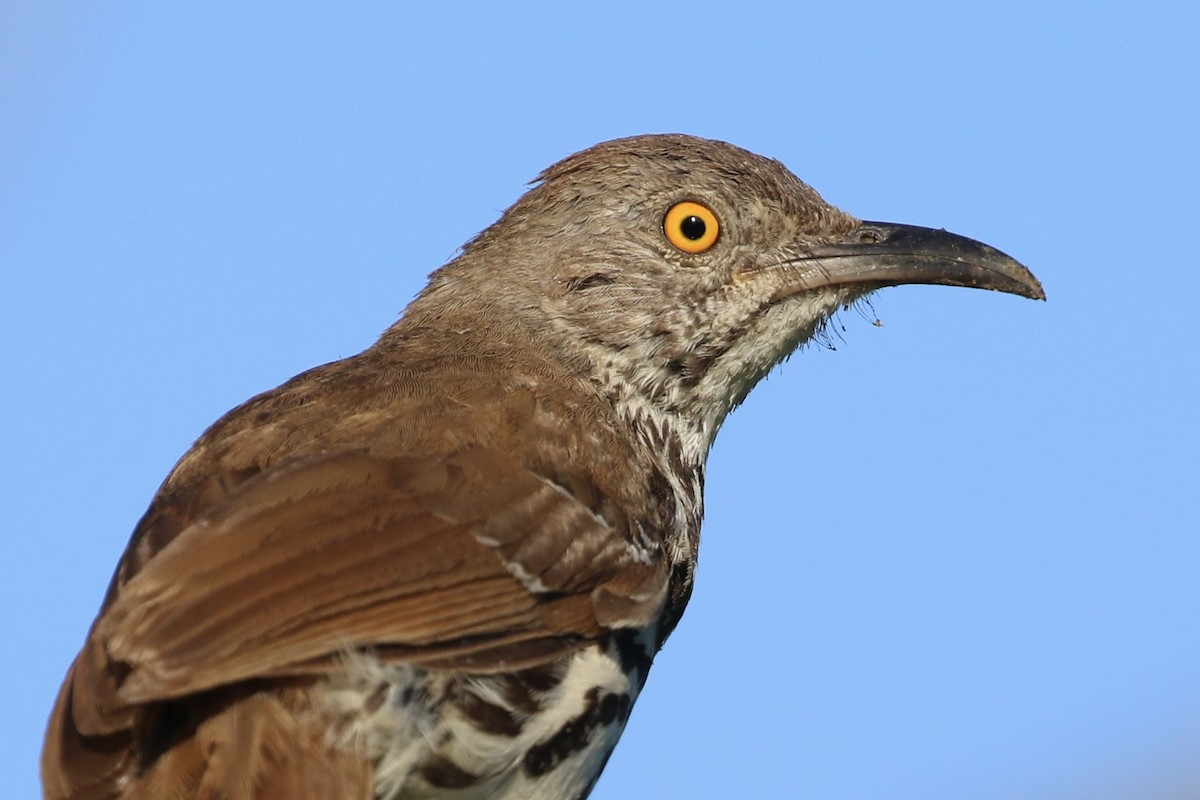 Long-billed Thrasher - ML620520380