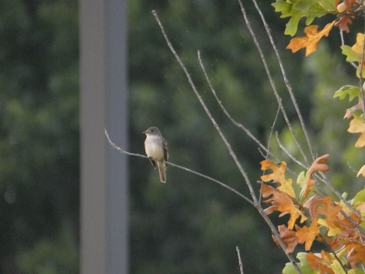 Willow Flycatcher - ML620520386