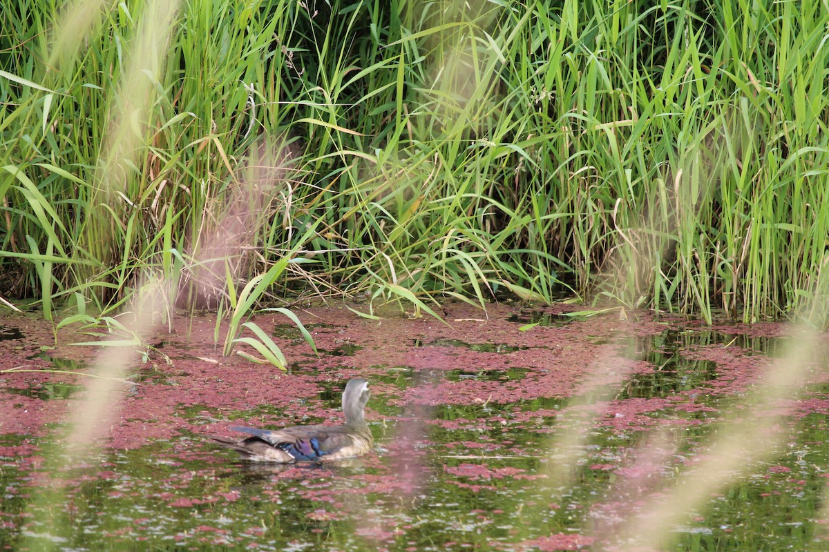 Wood Duck - ML620520392