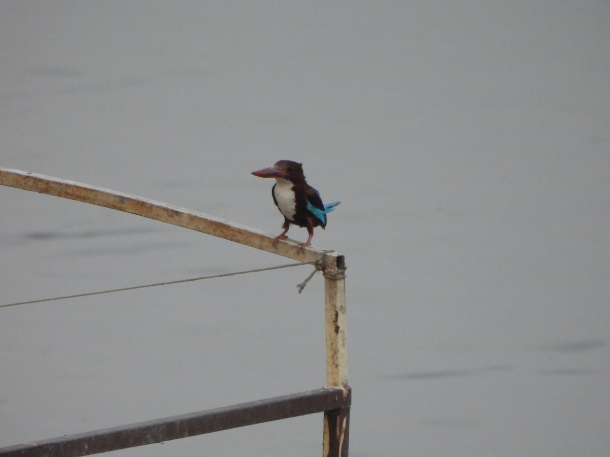 White-throated Kingfisher - ML620520393