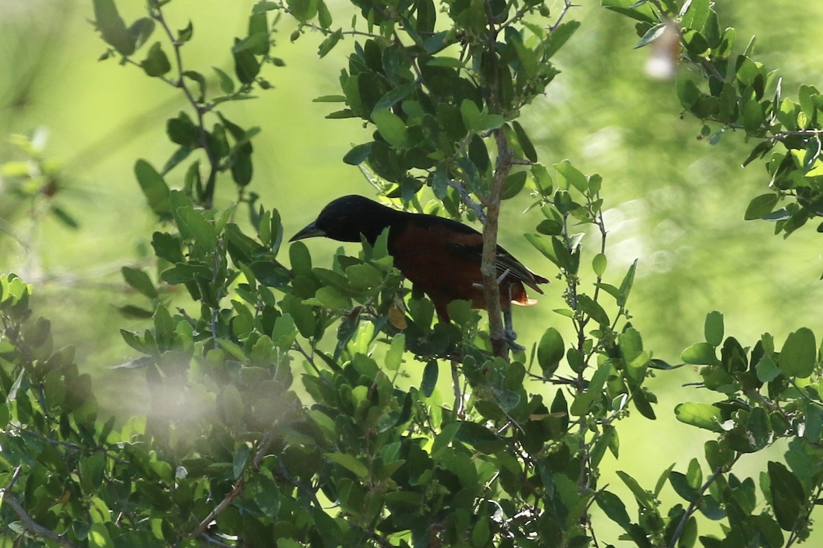 Orchard Oriole - ML620520394