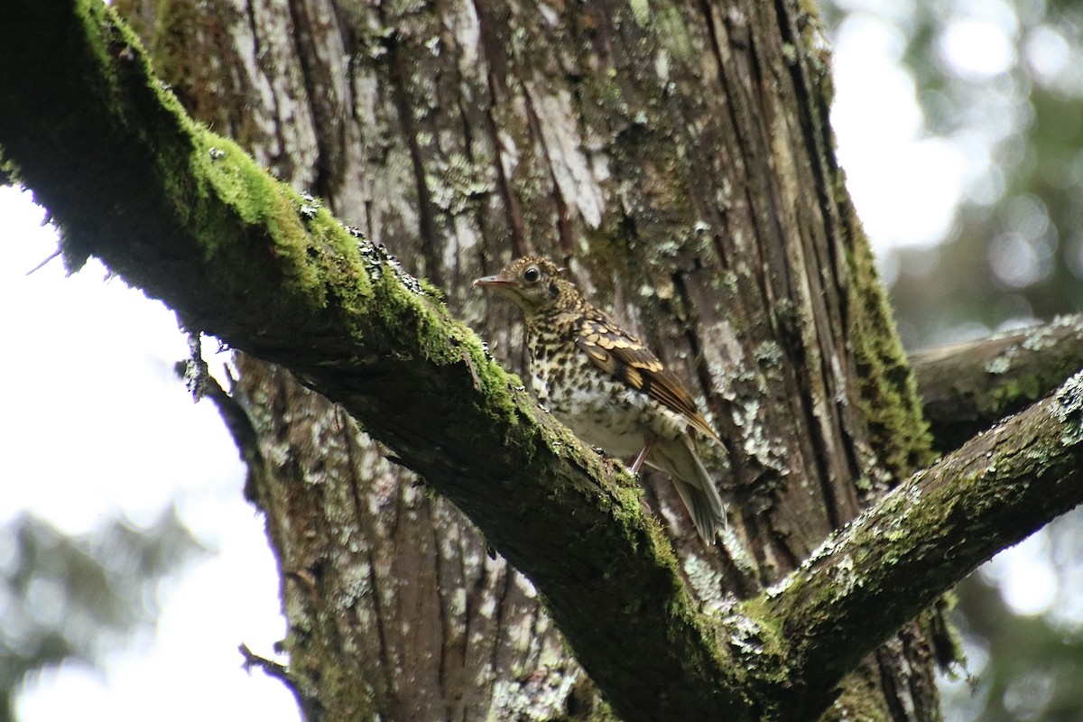 Scaly Thrush - ML620520398