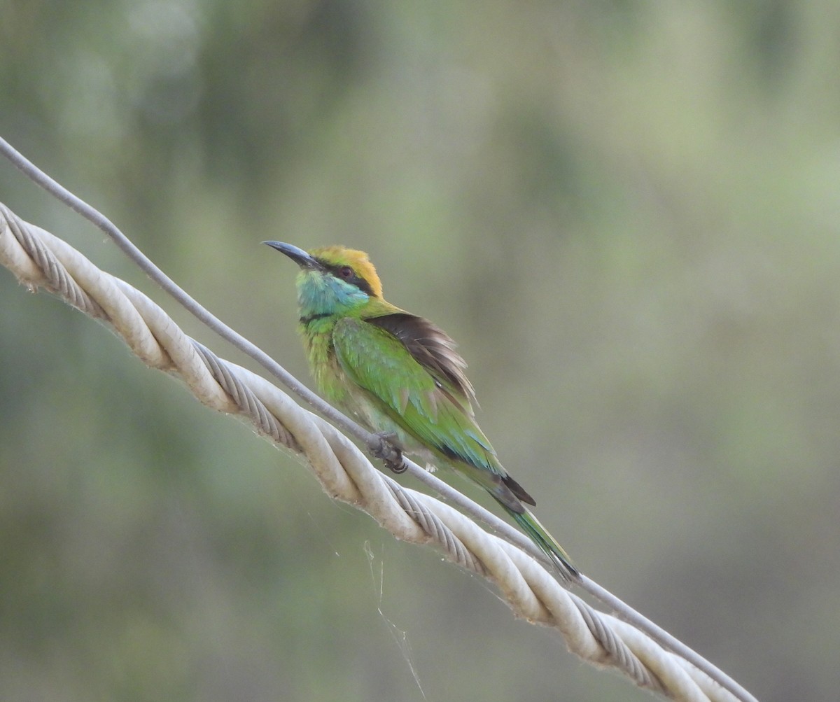 Asian Green Bee-eater - ML620520399