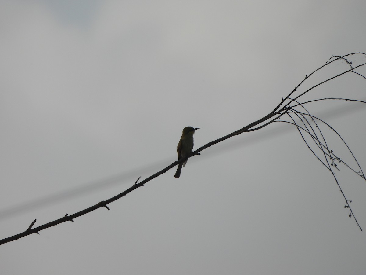 Asian Green Bee-eater - ML620520400