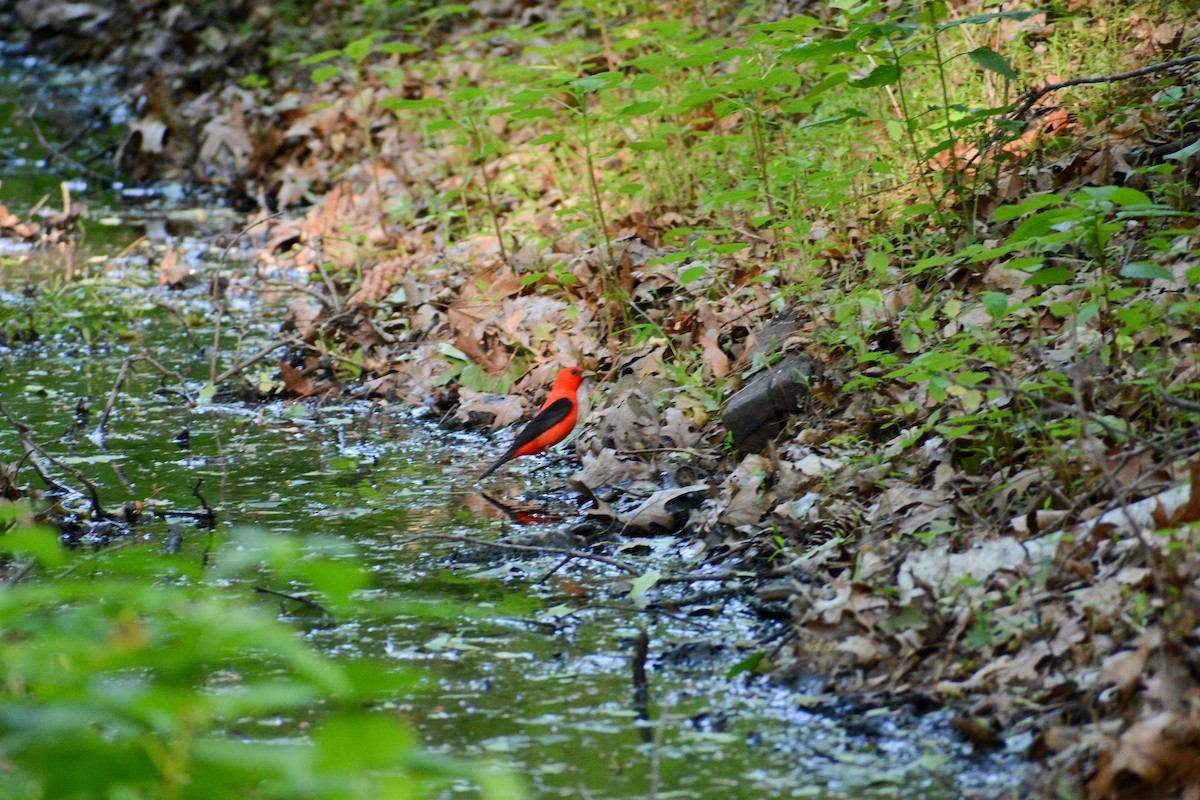 Scarlet Tanager - ML620520401