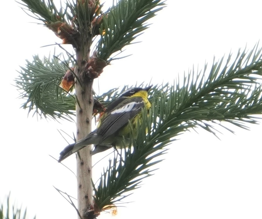 Magnolia Warbler - Kristen Hannon