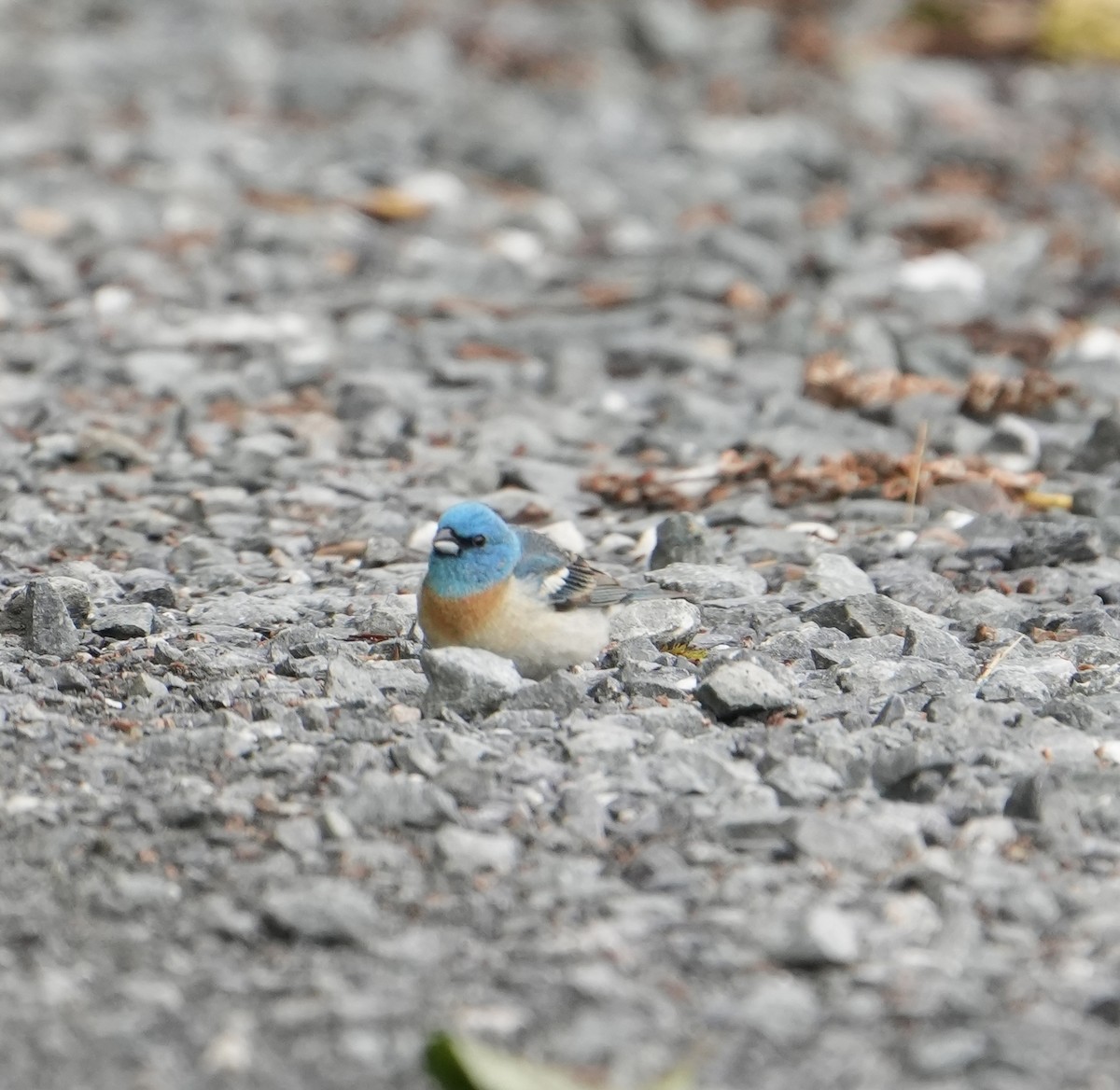 Lazuli Bunting - ML620520407