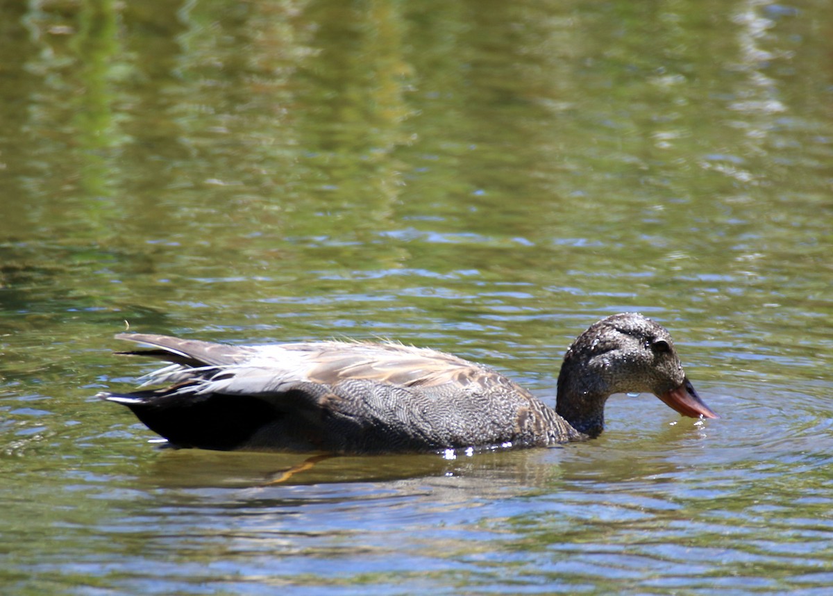 Canard colvert - ML620520412