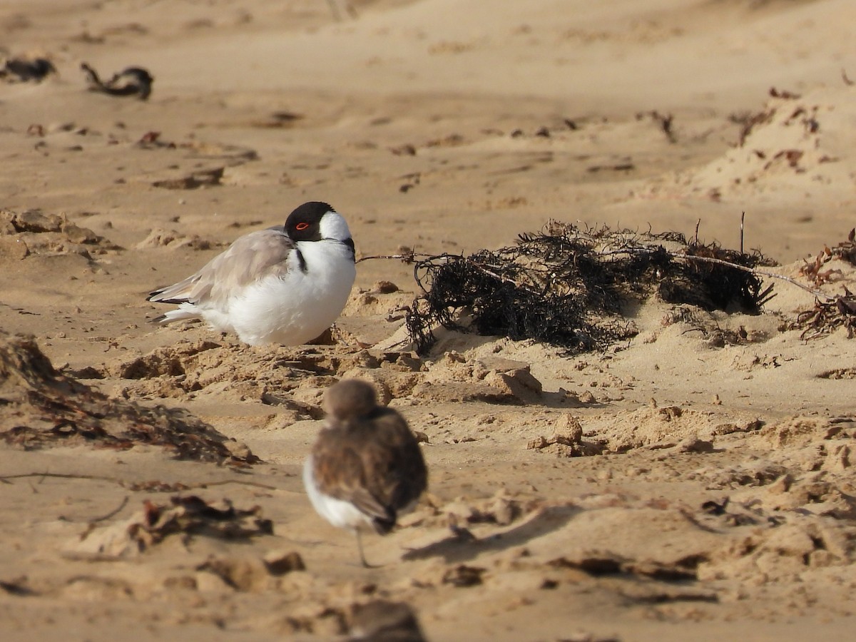 Hooded Plover - ML620520413