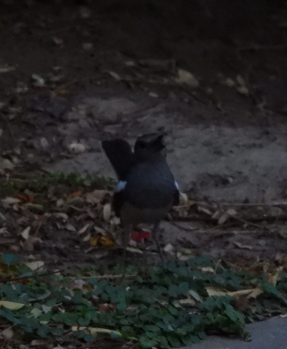 Oriental Magpie-Robin - ML620520415