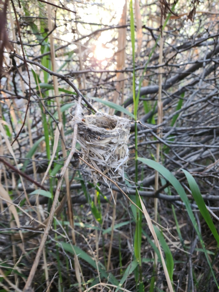 Bell's Vireo - ML620520417