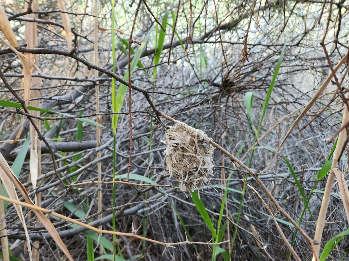 Bell's Vireo - ML620520418