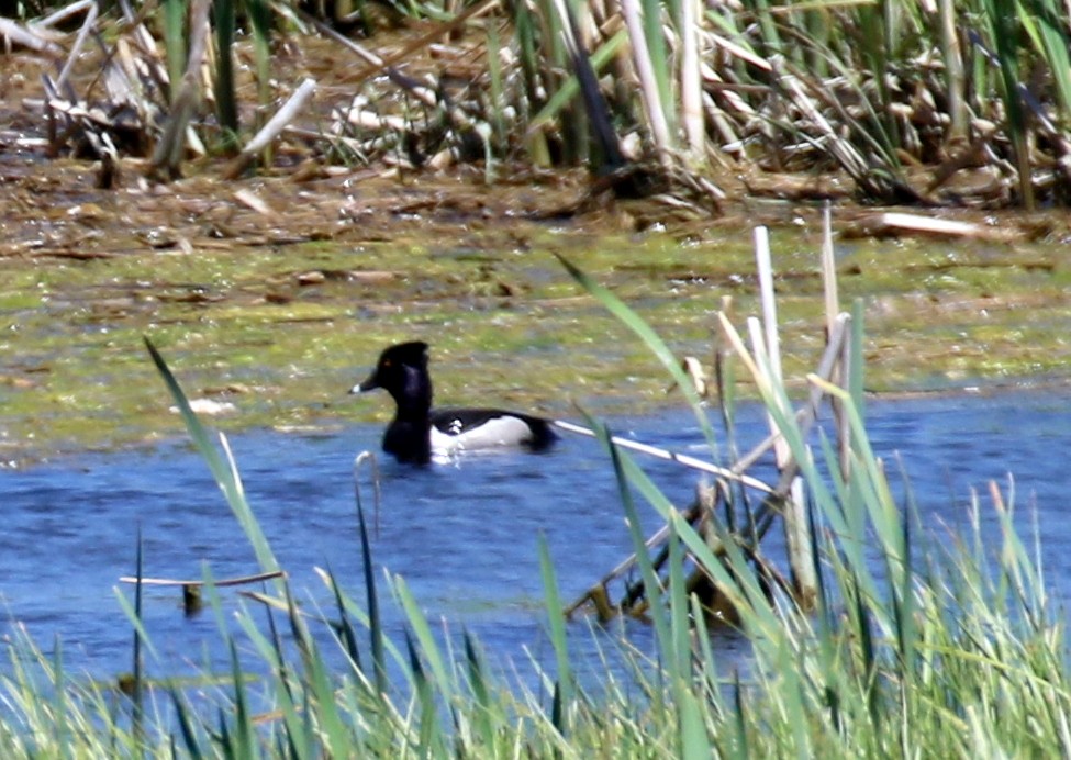 Ring-necked Duck - ML620520419