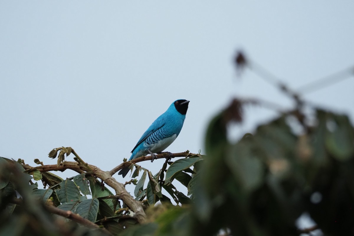 Swallow Tanager - ML620520421