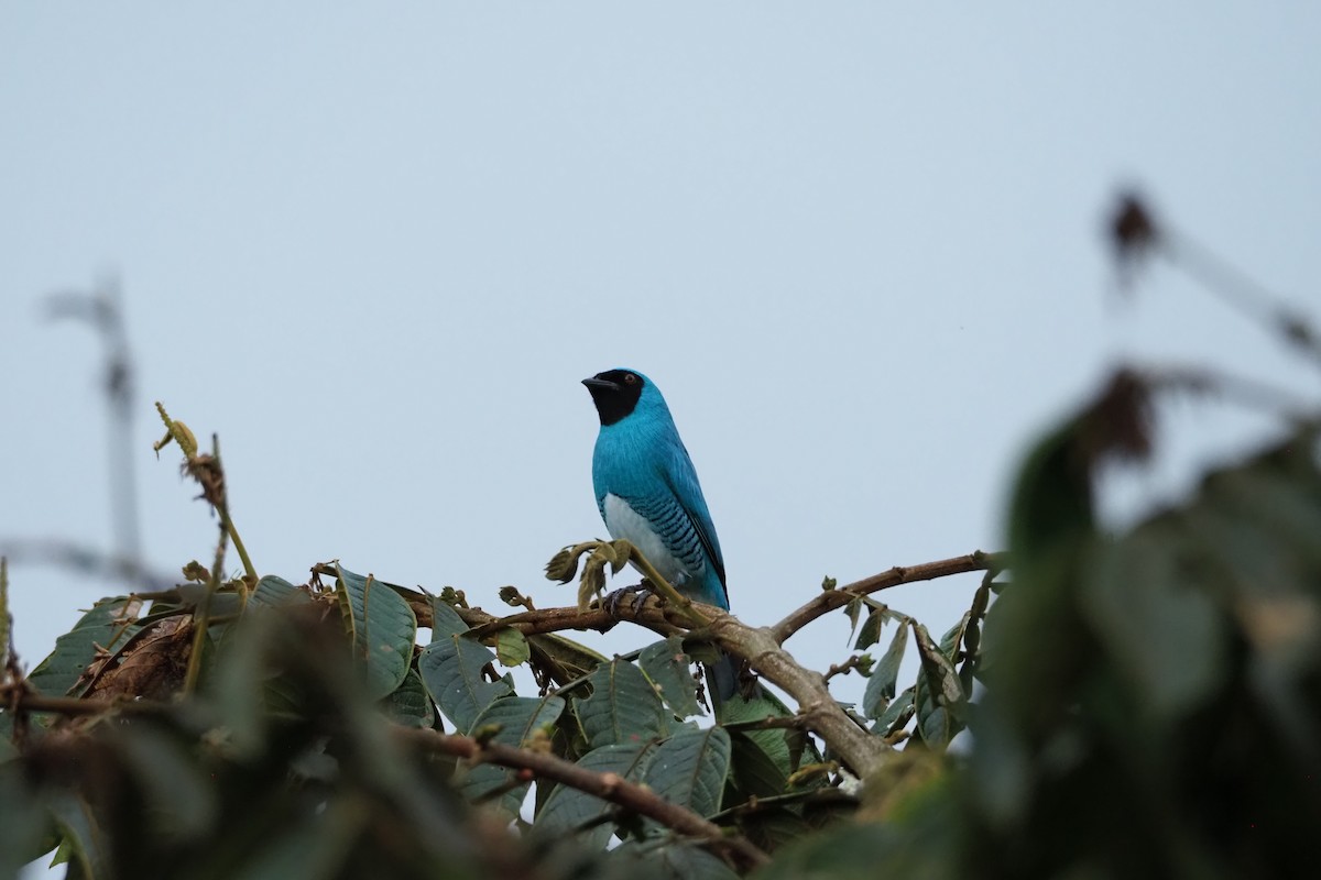 Swallow Tanager - ML620520422