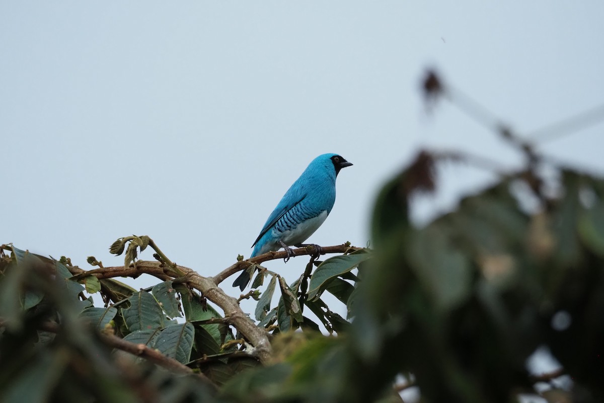 Swallow Tanager - ML620520423