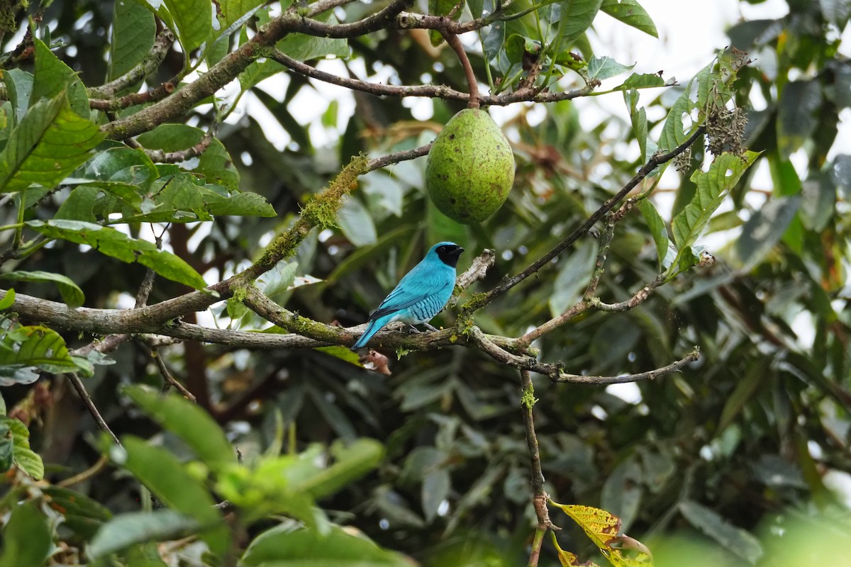 Tangara Golondrina - ML620520424