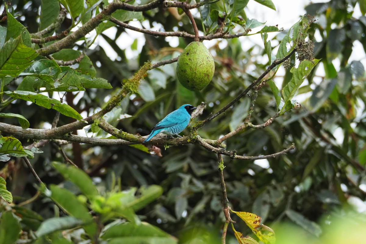 Swallow Tanager - ML620520426