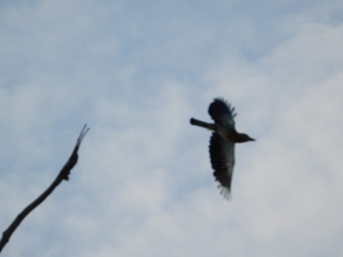 Indian Roller - ML620520437