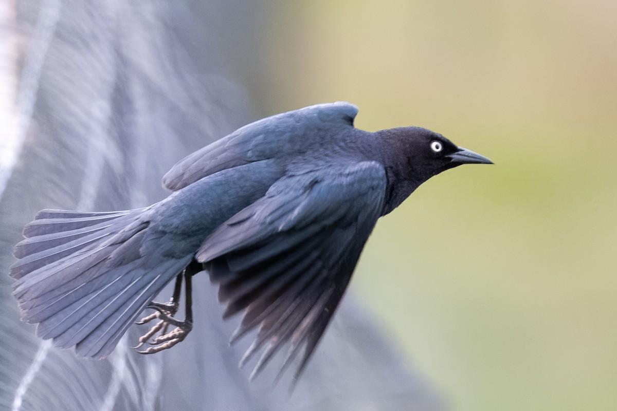 Brewer's Blackbird - ML620520438