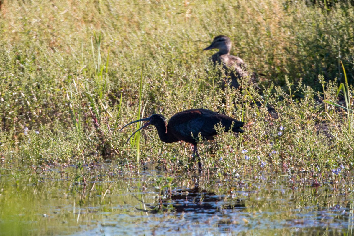 White-faced Ibis - William Clark