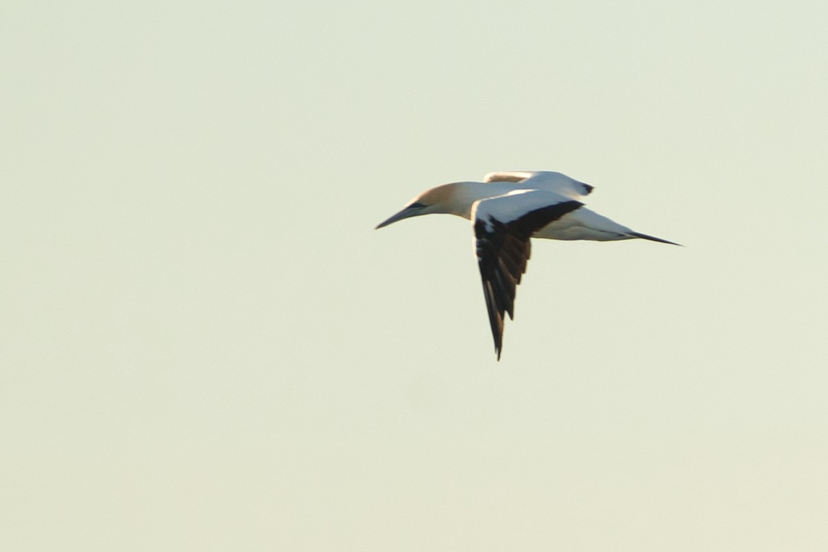 Australasian Gannet - ML620520442