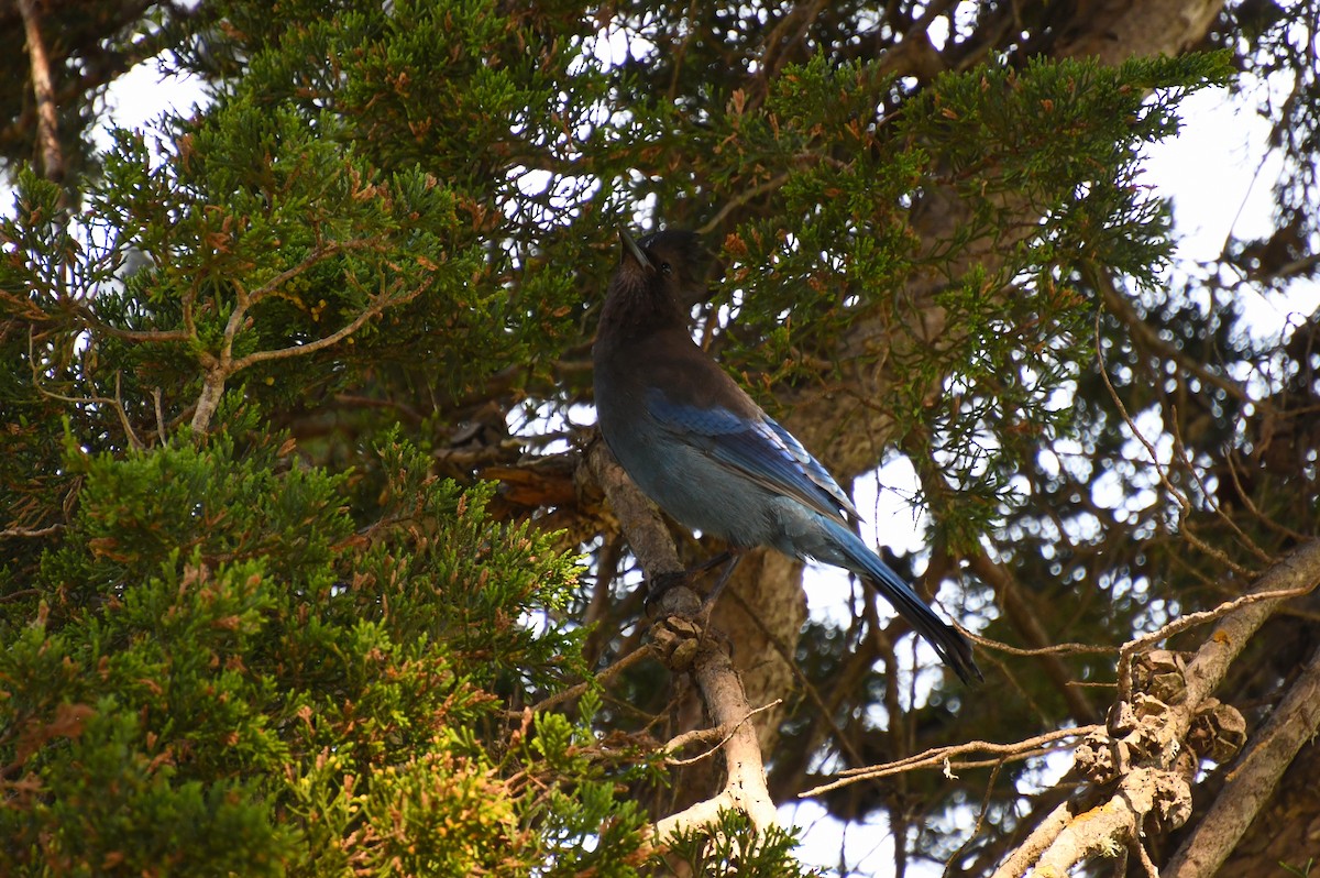 Steller's Jay - ML620520444