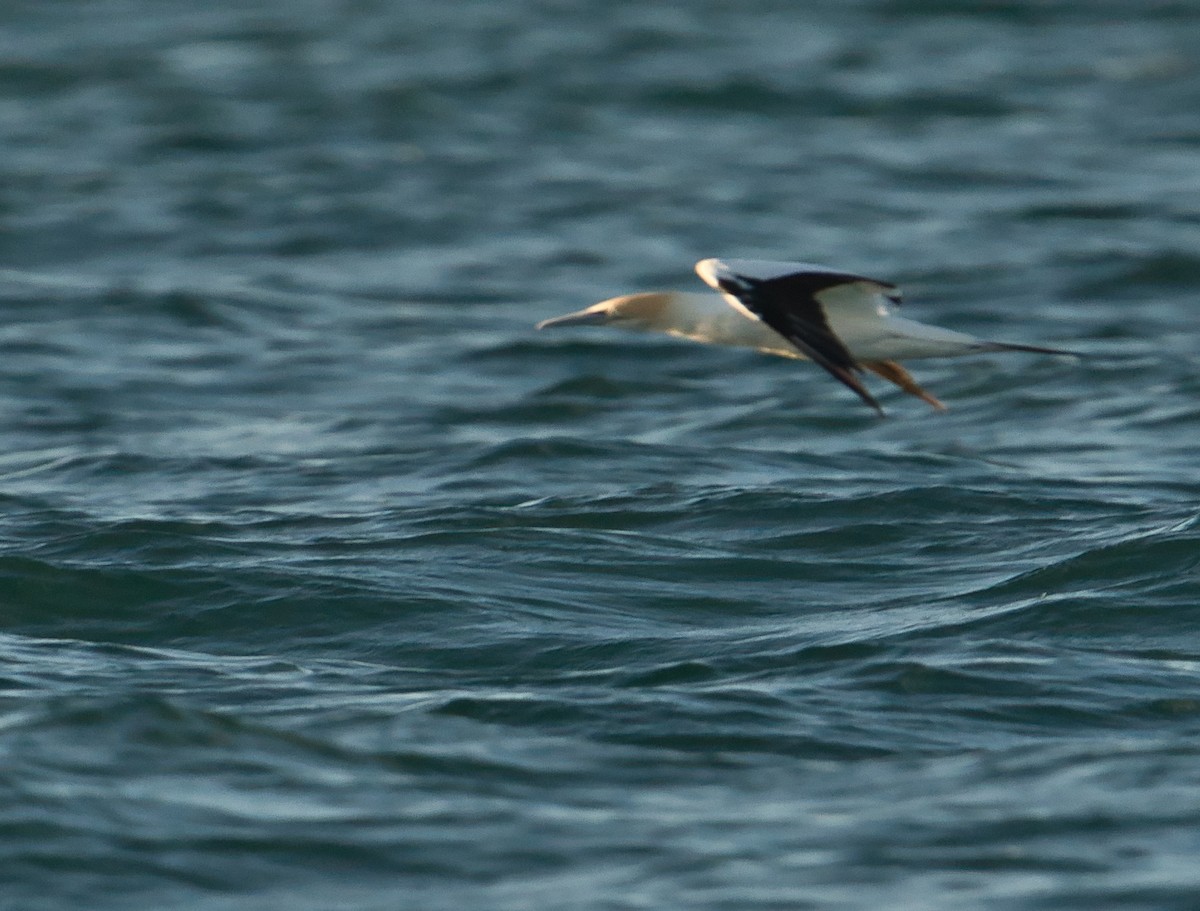 Australasian Gannet - ML620520445