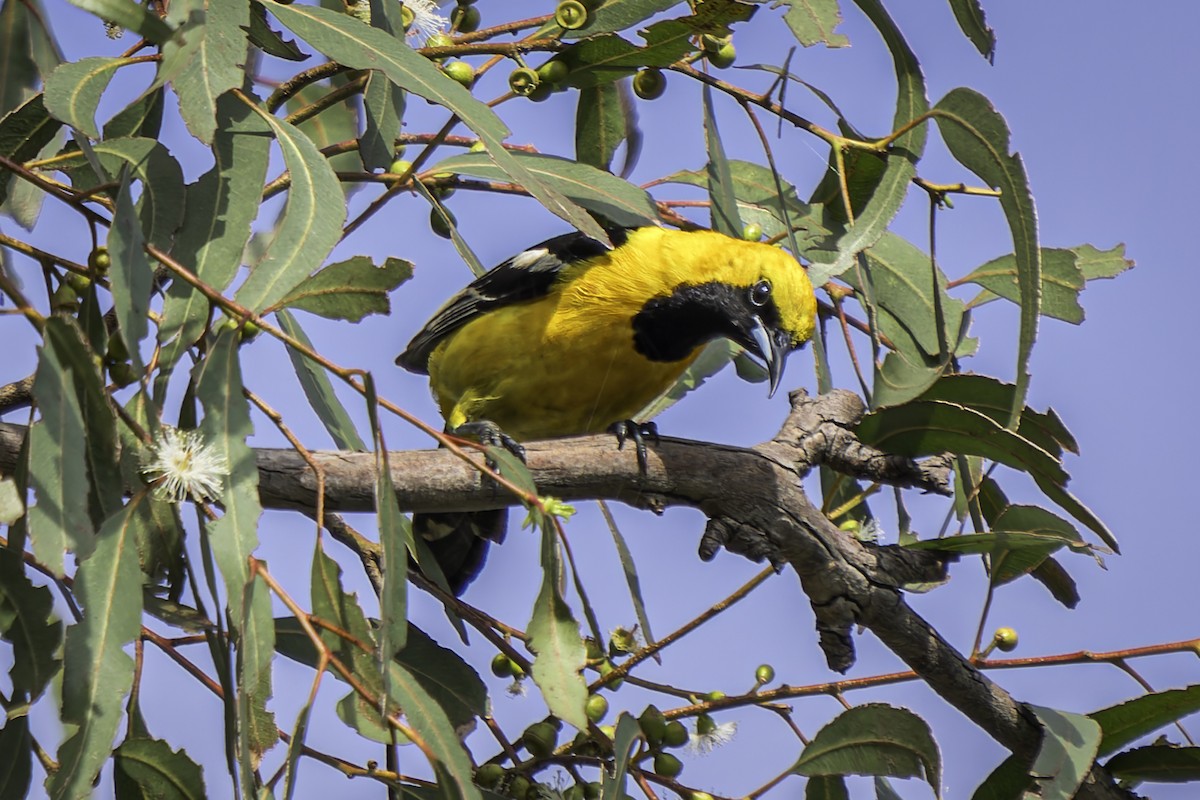 Oriole masqué - ML620520447