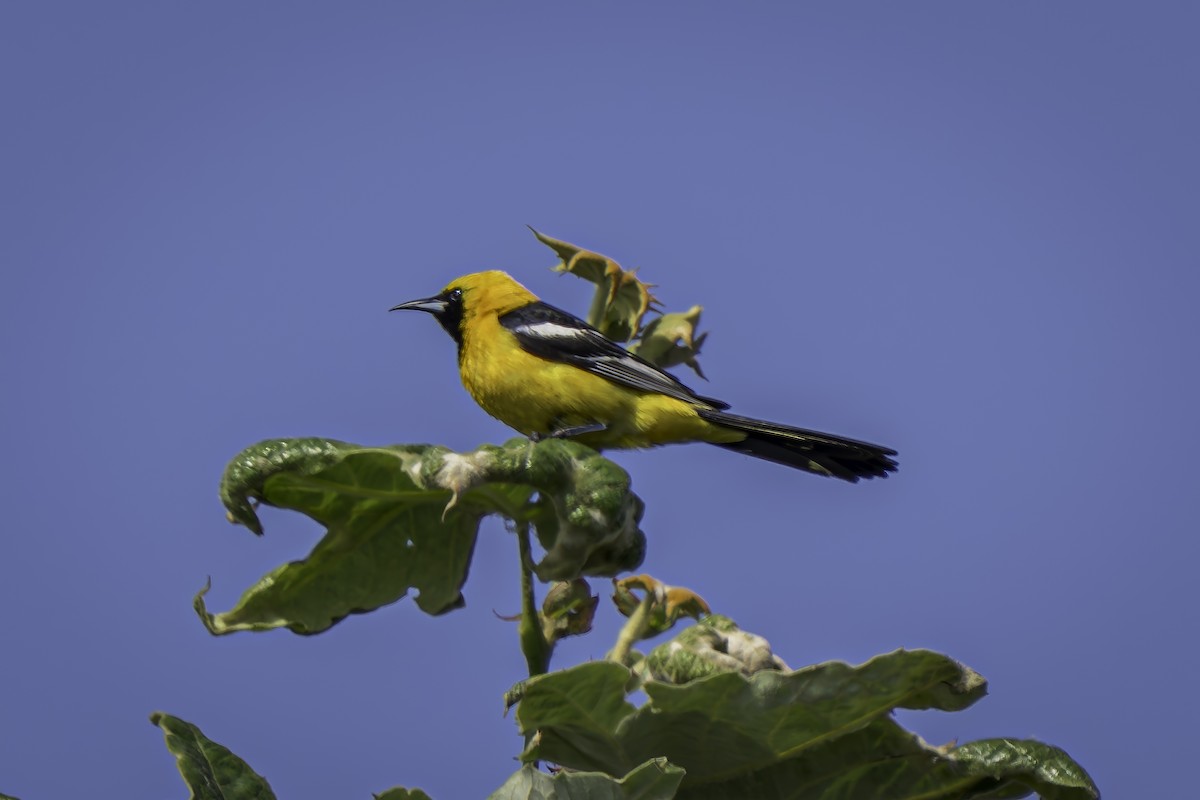 Oriole masqué - ML620520448