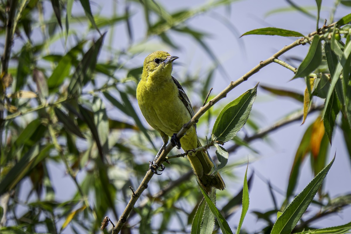 Oriole masqué - ML620520451