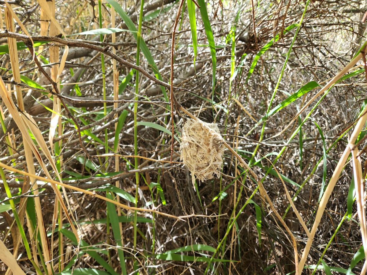 Bell's Vireo - ML620520454