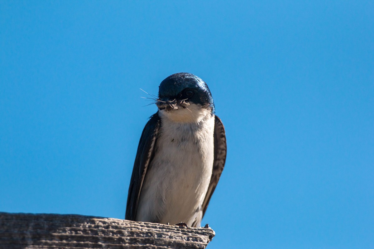 Golondrina Bicolor - ML620520455