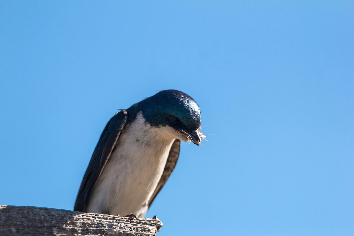 Tree Swallow - ML620520456