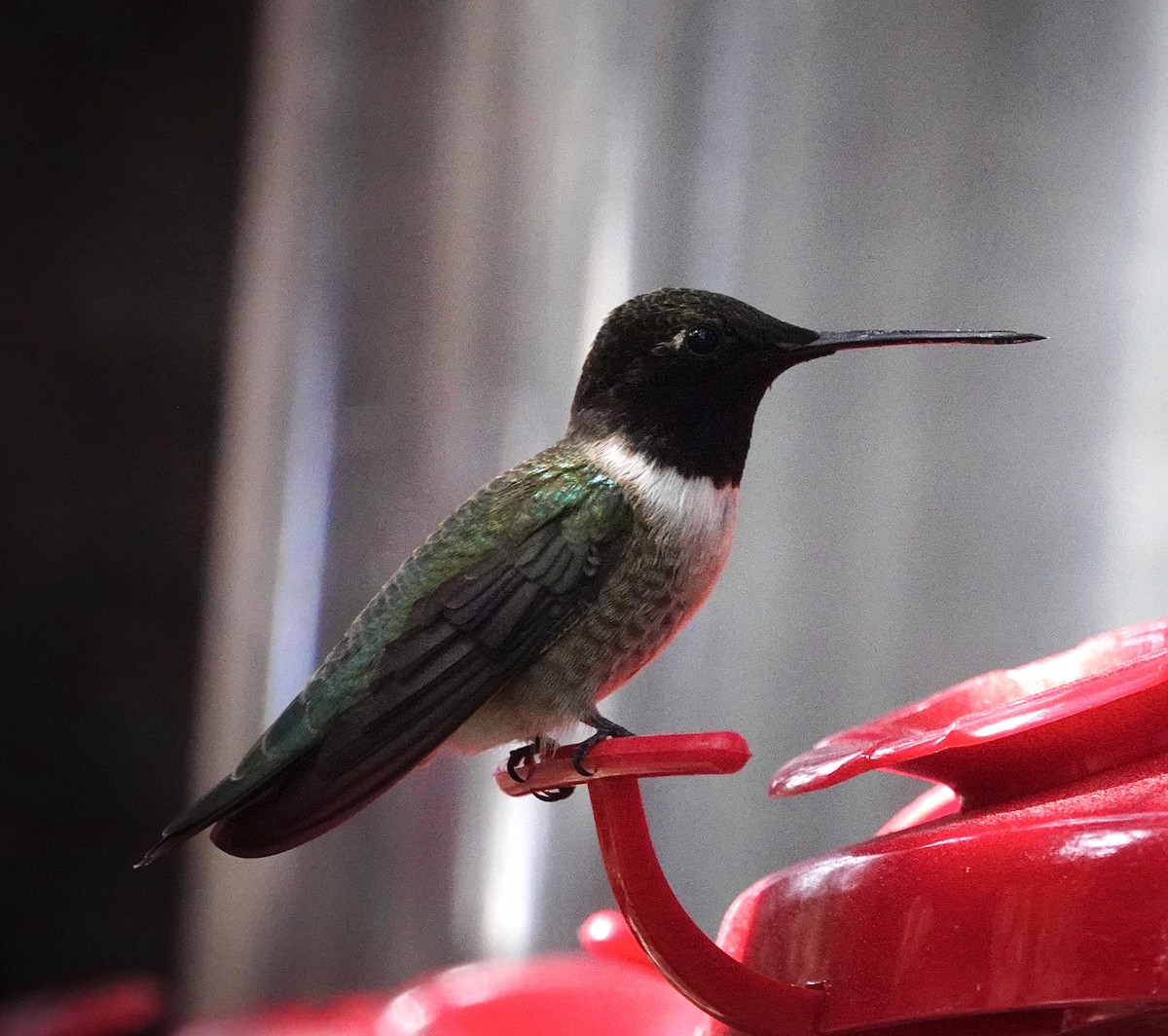 Black-chinned Hummingbird - ML620520467