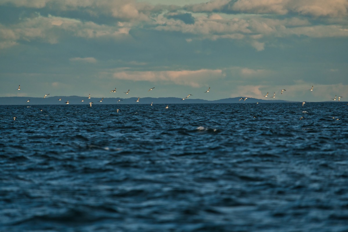 Hutton's Shearwater - Helen Leonard