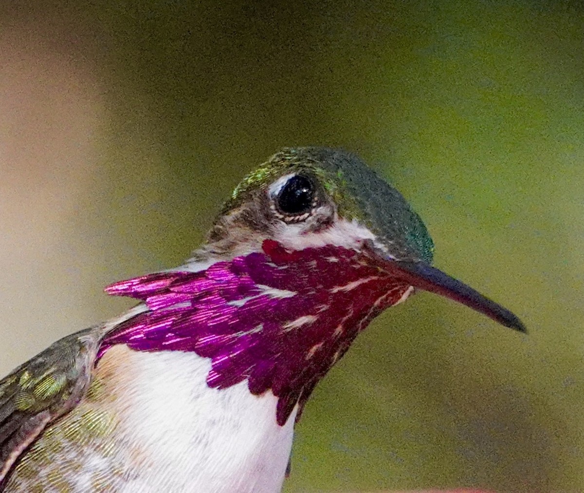 Calliope Hummingbird - ML620520473