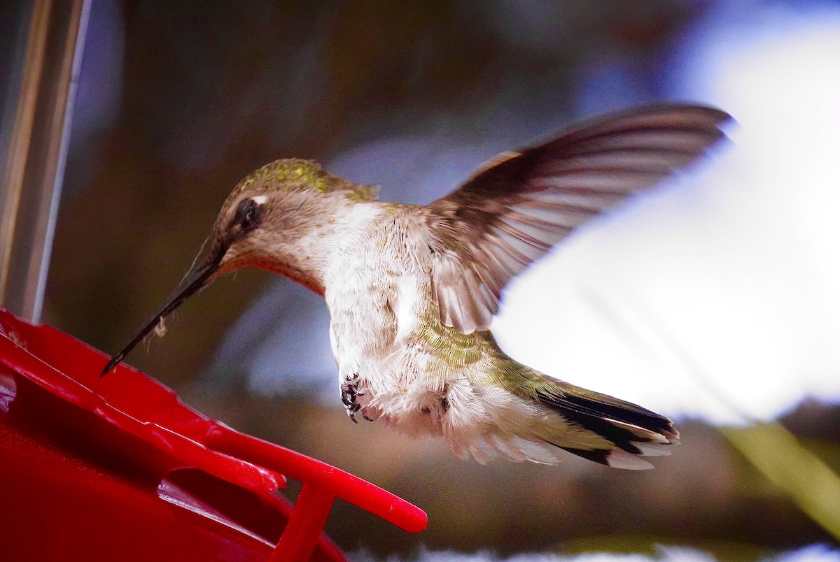 Calliope Hummingbird - ML620520474