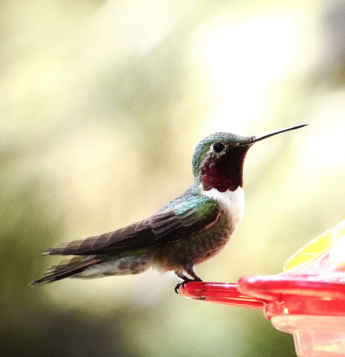 Broad-tailed Hummingbird - maxine reid