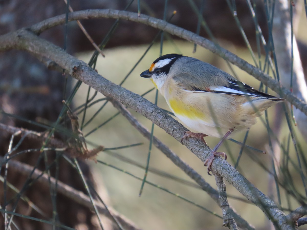 Streifenpanthervogel - ML620520486