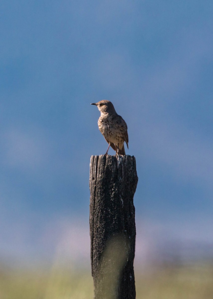 Sage Thrasher - ML620520488