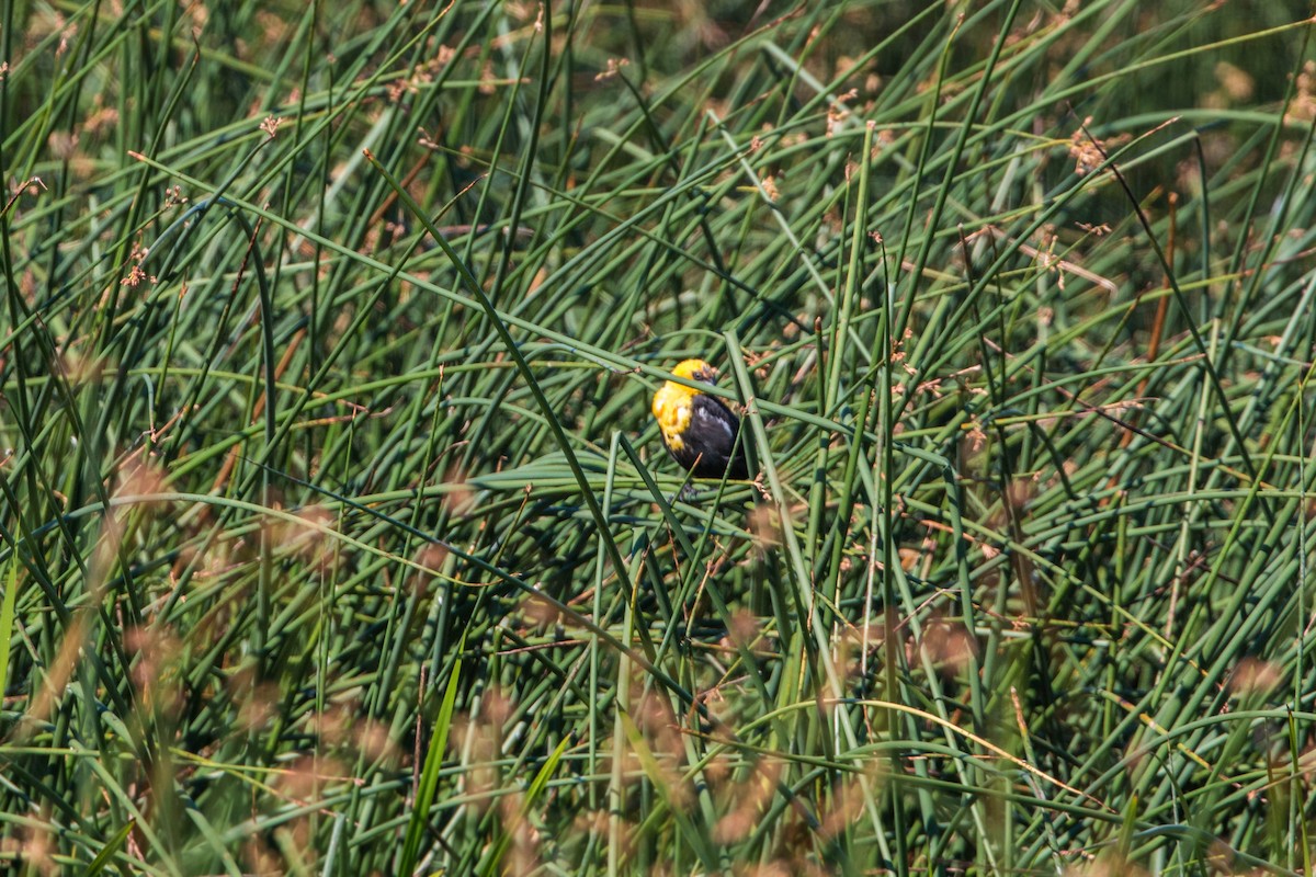 Yellow-headed Blackbird - ML620520489